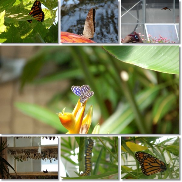 Franklin Park Conservatory Butterflies