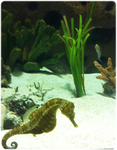 Cleveland Aquarium Seahorse