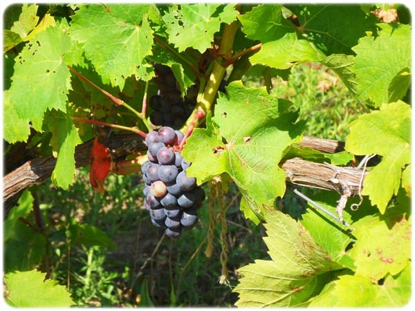 A Romantic Getaway On The Niagara Wine Trail