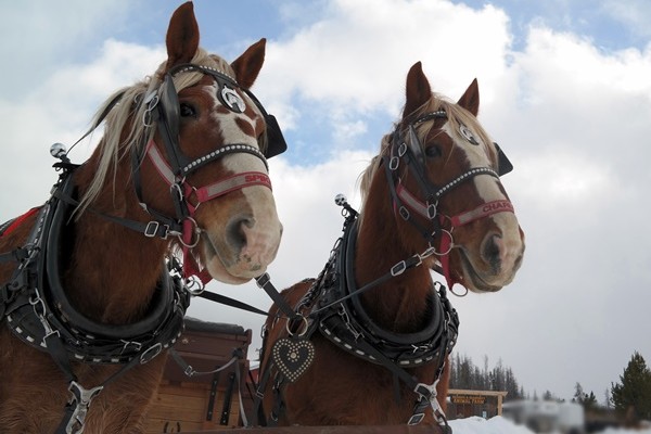 Sleigh Ride - Horses