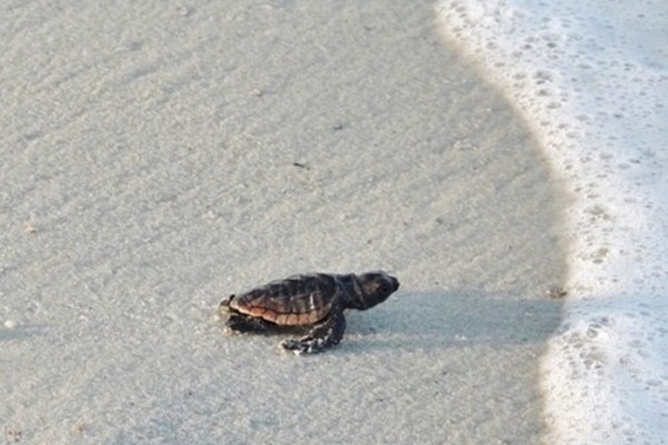 Gulf County Baby Sea Turtle Featured