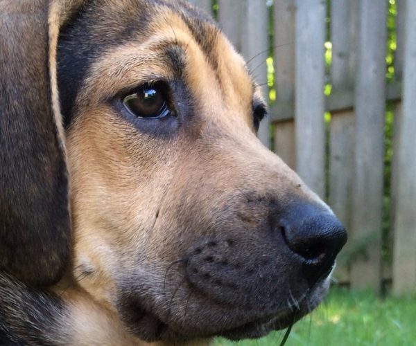 Yoshi Puppy Featured