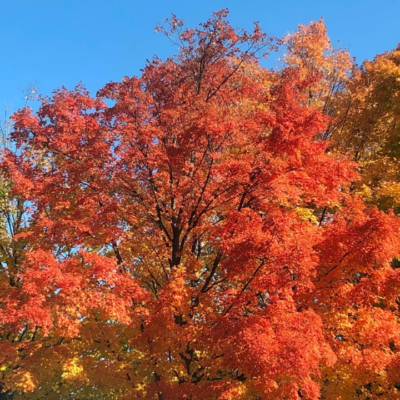 Best Places to See Fall Colors in Michigan (Including a Few Hidden Gems)